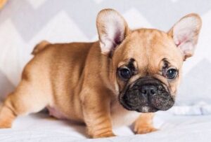 Французский бульдог фото, купить щенка французского бульдога цена, отзывы владельцев