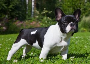 Французский бульдог фото, купить щенка французского бульдога цена, отзывы владельцев