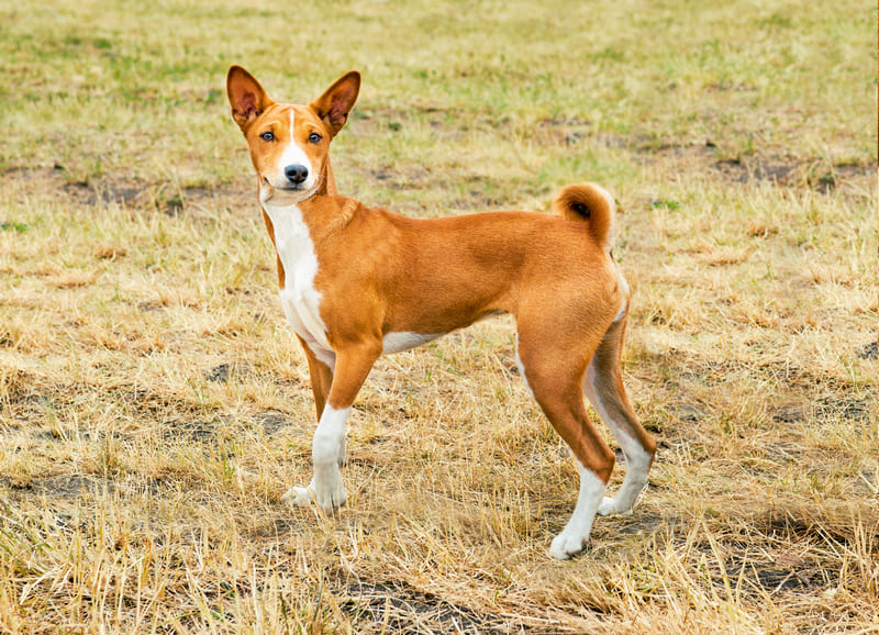 Басенджи: фото собаки, описание породы, цена щенков и уход