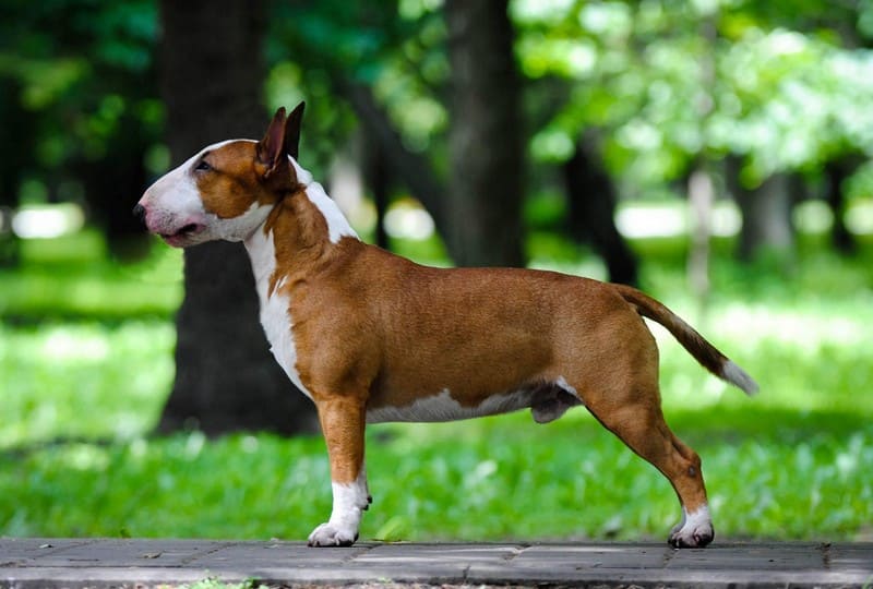 Бультерьер фото собаки, описание породы, цена щенка, отзывы владельцев