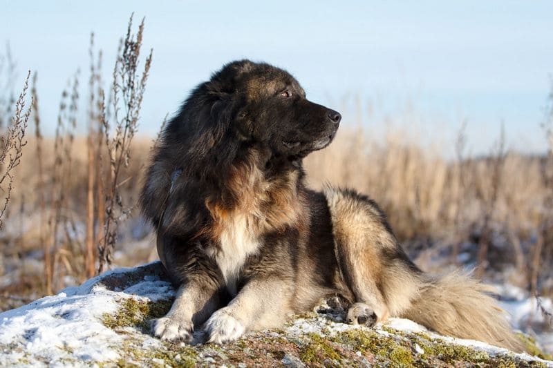 Собака породы кавказская овчарка щенок