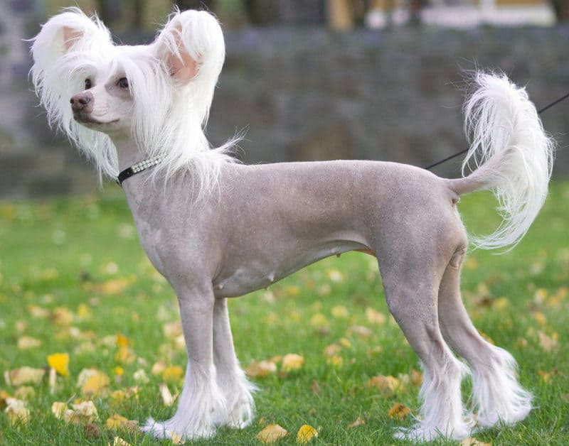 китайская хохлатая собака волосатая