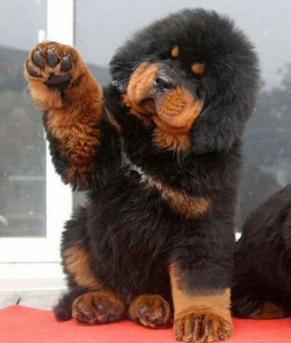 Порода собаки тибетский мастиф сколько она стоит