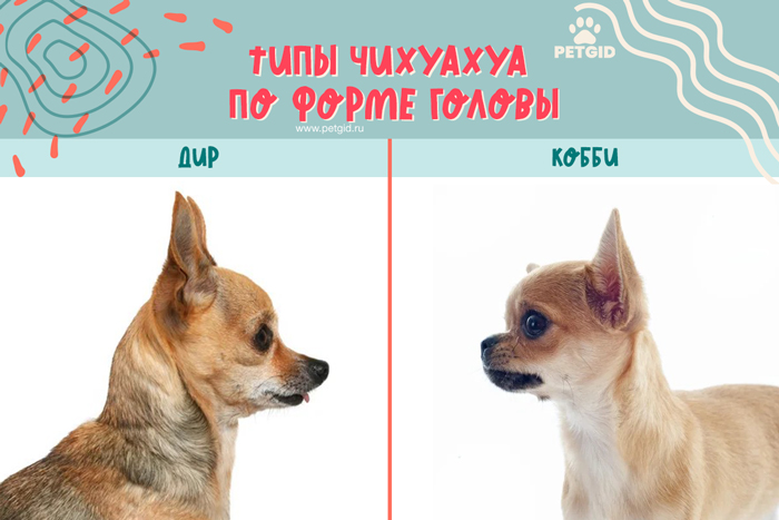 Чихуахуа фото собаки, описание породы, мини и длинношерстные, сколько  живут, отзывы владельцев