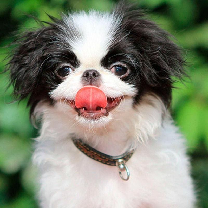 Японский хин фото, описание породы характер, цена щенка, отзывы