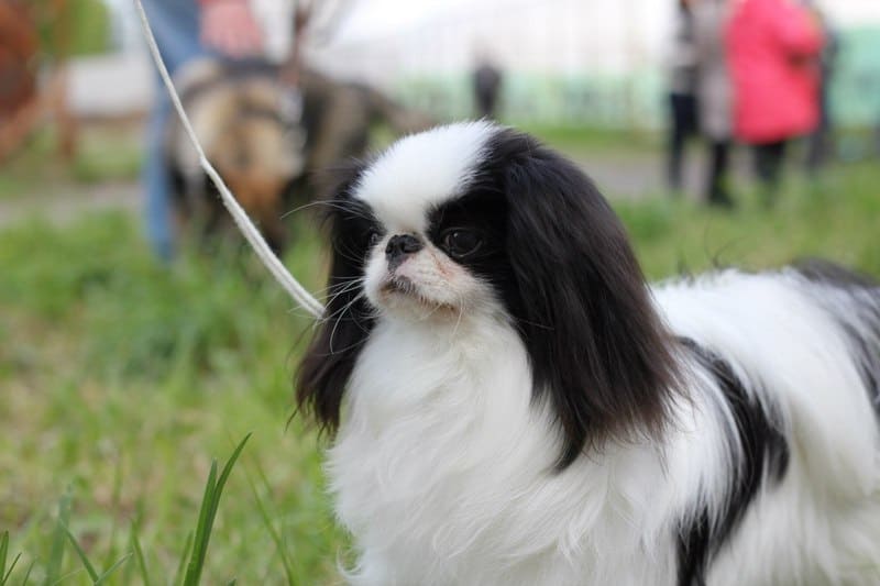 Японский хин фото, описание породы характер, цена щенка, отзывы