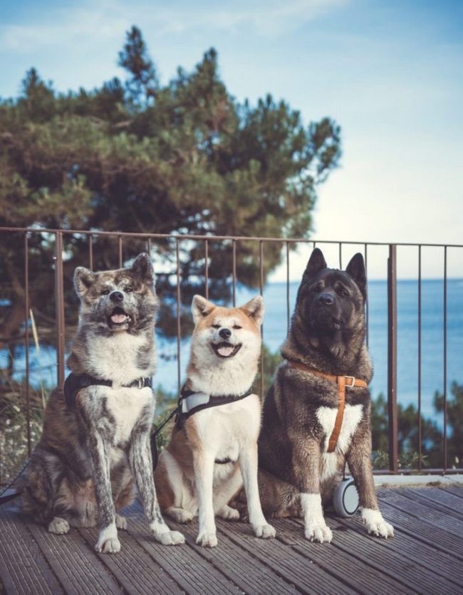 Японская порода собак акита ину цена в москве цена