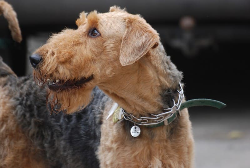Эрдельтерьер фото, описание породы собаки Электроника, цена щенка, отзывы