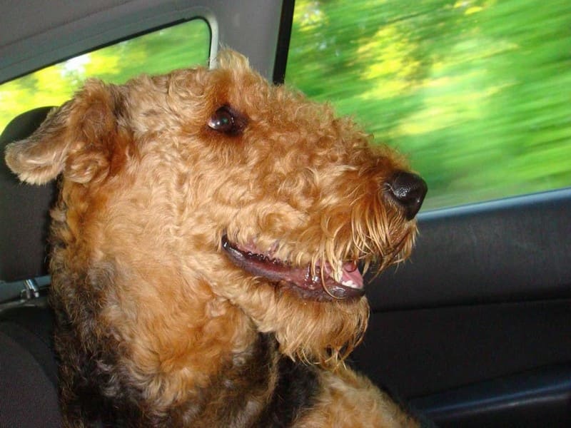 Эрдельтерьер фото, описание породы собаки Электроника, цена щенка, отзывы