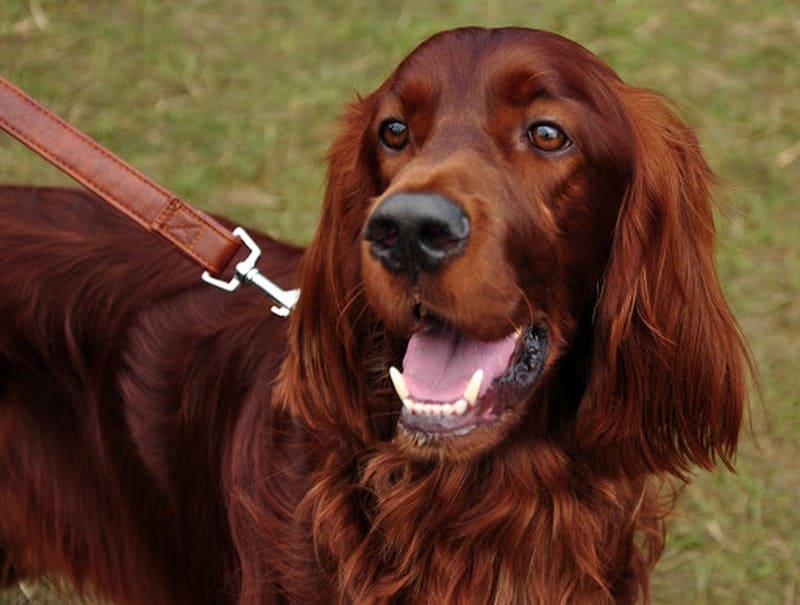 Ирландский сеттер фото, красный или золотистый сеттер цена щенка, описание  и характеристика, отзывы