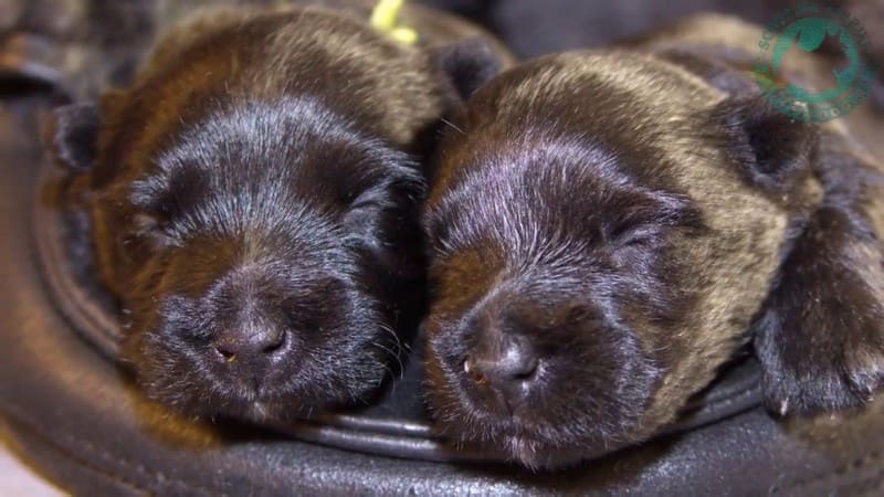 Скотчтерьер (шотландский терьер) фото, цена щенка, отзывы владельцев