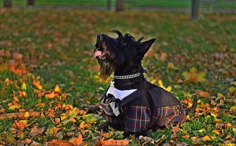 Скотчтерьер (шотландский терьер) фото, цена щенка, отзывы владельцев