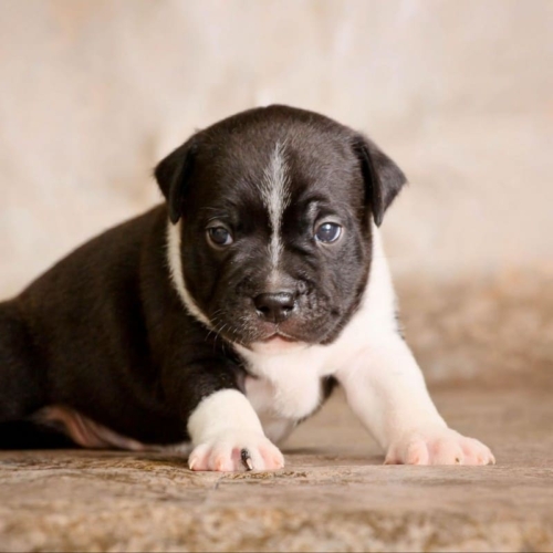 Английский стаффордширский бультерьер фото, цена щенка, отзывы владельцев