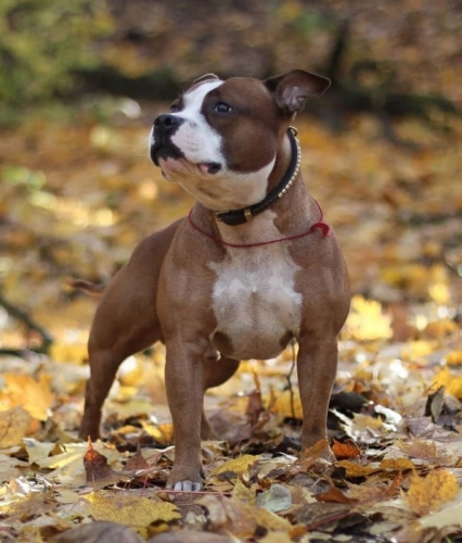 Английский стаффордширский бультерьер фото, цена щенка, отзывы владельцев