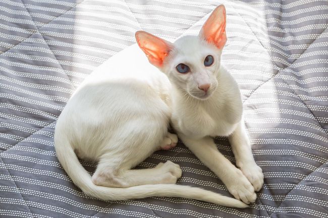 Белая ориентальная кошка с голубыми глазами