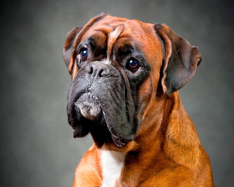 Порода собак боксер описание характеристики породы