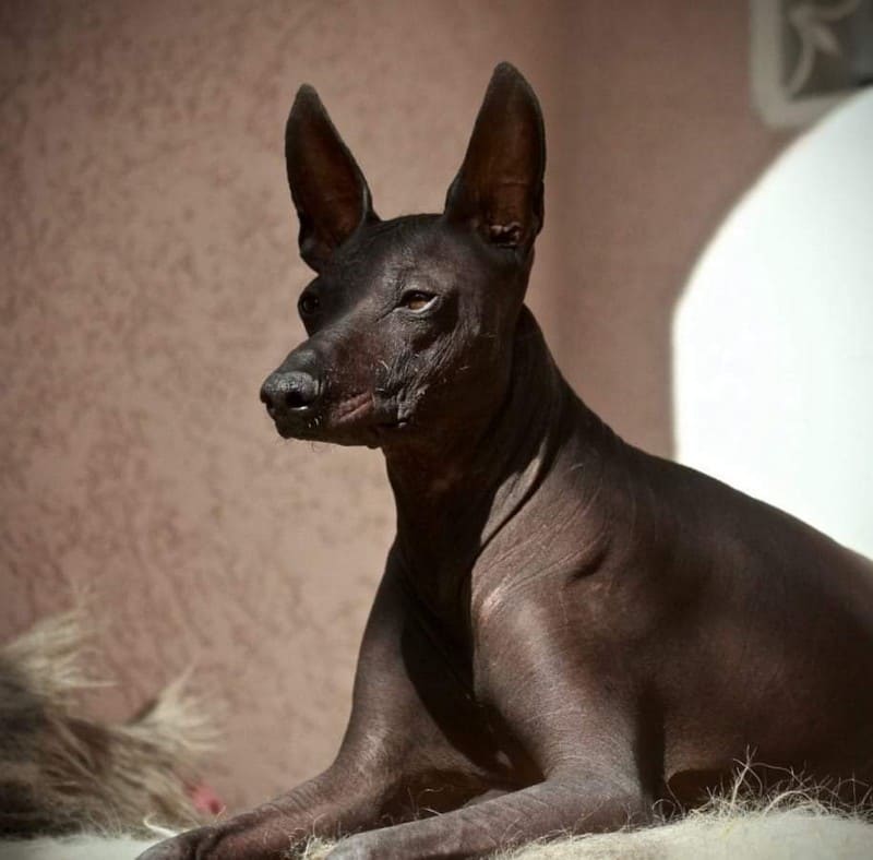 Мексиканский лысый порода собак