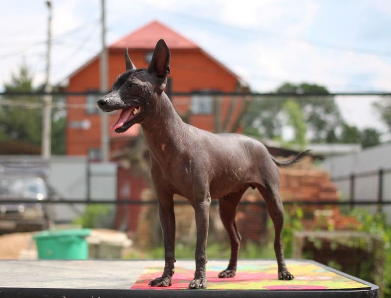 Мексиканский лысый порода собак