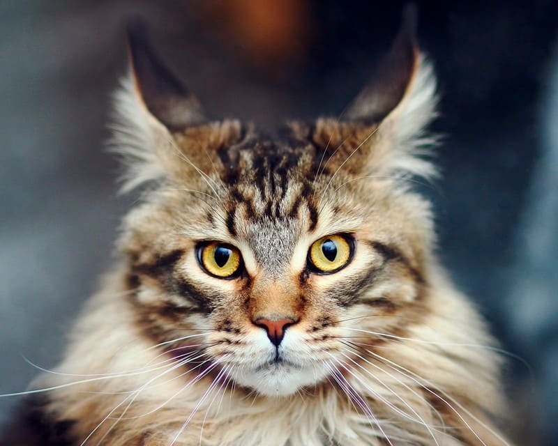 Мейн-кун фото кота, цена котенка, описание породы и характер, отзывы