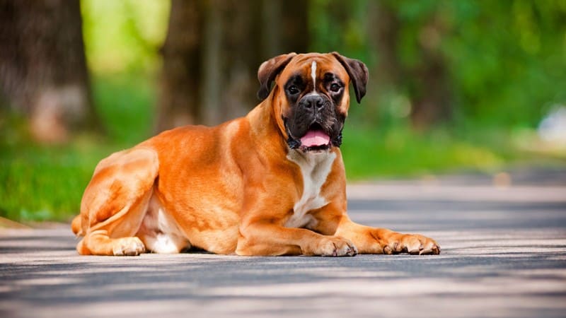 Порода немецкой охотничьей собаки названия