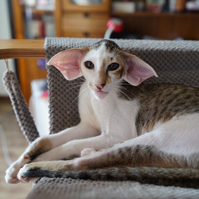 Ориентальная кошка (ориентал) фото, цена котят, описание породы, отзывы