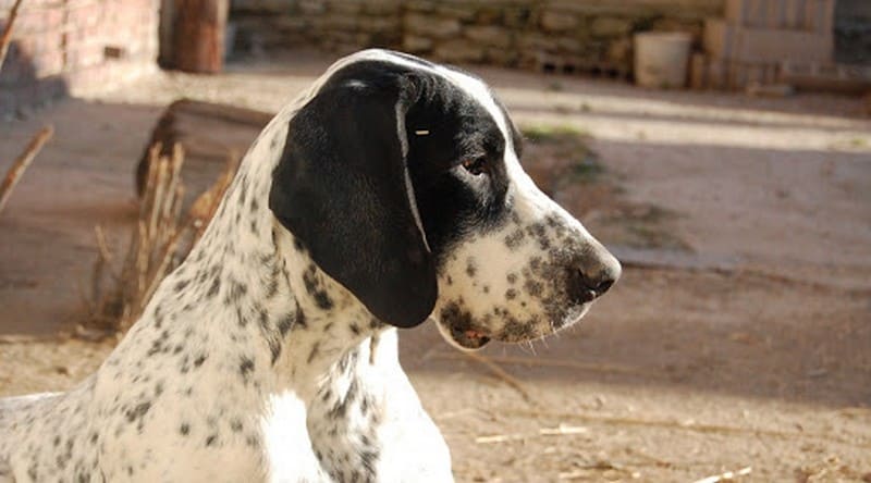 Французские породы собак с фотографиями и названиями, ??? ТОП пород