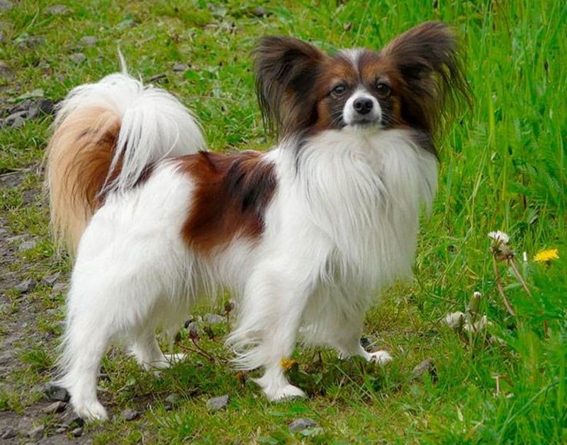 Французские породы собак с фотографиями и названиями, ??? ТОП пород