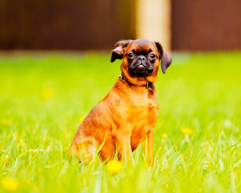 пти брабансон фото взрослой собаки