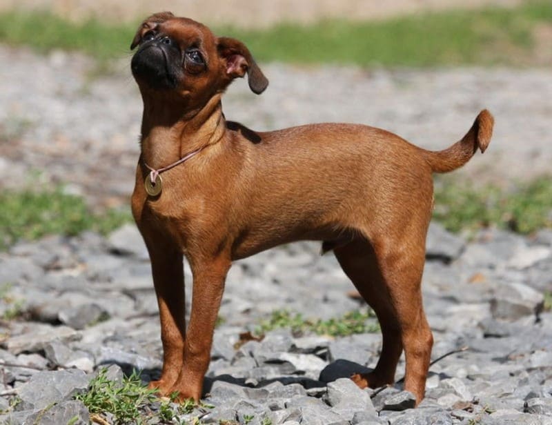 Пти брабансон порода собак характеристика породы