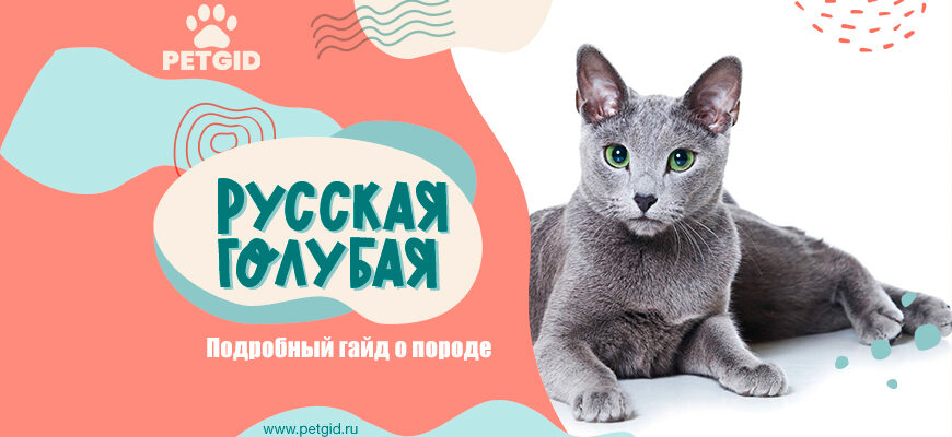 Ruská modrá kočka: charakter, popis plemene, ceny za koťata, recenze majitelů