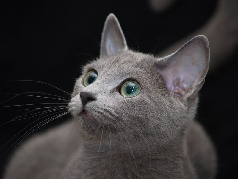 сколько живет русская голубая кошка