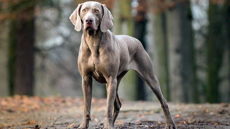 Порода немецкой охотничьей собаки названия