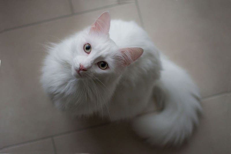 Турецкая ангора кошка фото, цена котят, описание породы и характера, отзывы