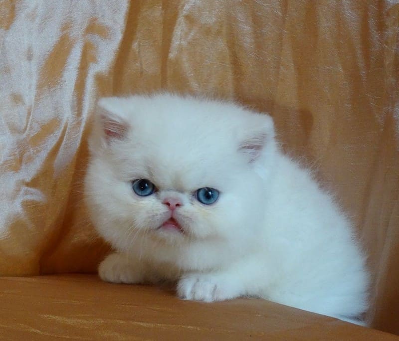 Экзотическая кошка(экзот) фото, описание экзотической короткошерстной, цена  катят, отзывы