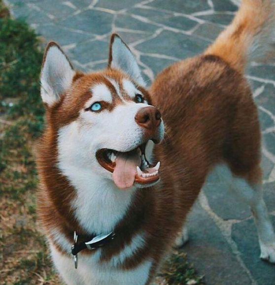 Собаки хаски – характеристика породы