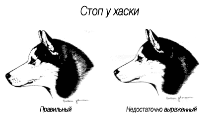 Собаки хаски – характеристика породы