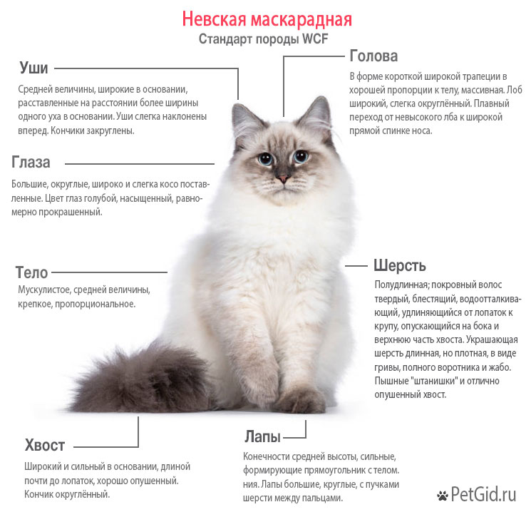 Стандарт породы WCF Невская маскарадная кошка