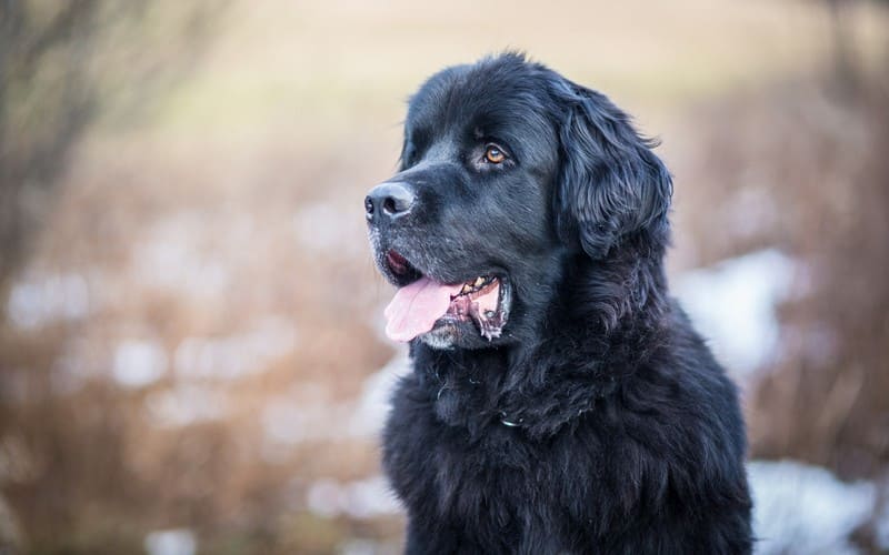 Ньюфаундленд или водолаз собака фото, описание породы, цена щенка, отзывы