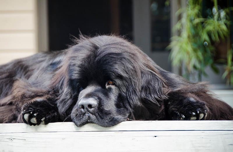 Ньюфаундленд порода собак описание породы и чем