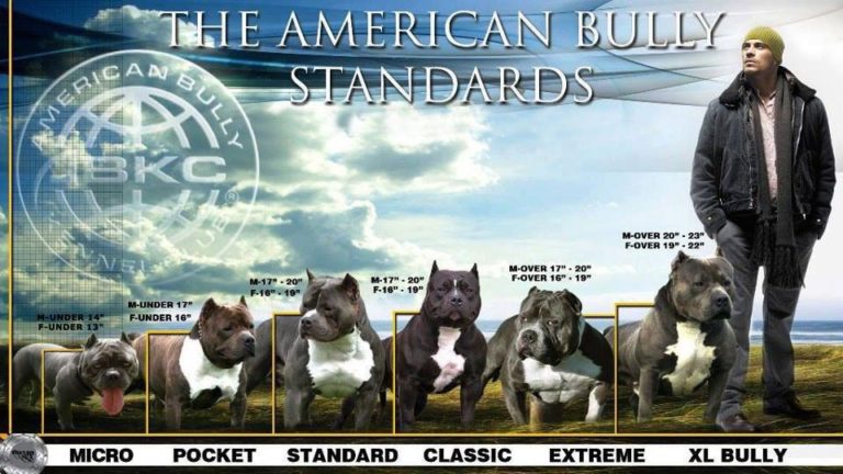 Американский булли фото, характеристика породы собак, отзывы владельцев