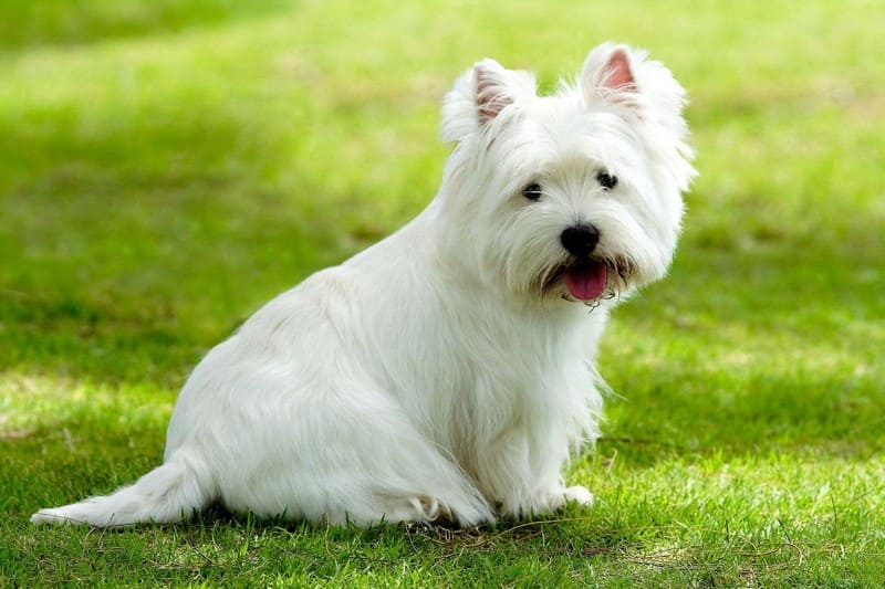 Желто белая собака порода