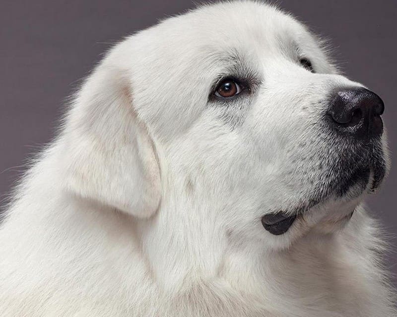 Пиренейская горная собака или пиренейская овчарка фото, цена щенка, описание породы, отзывы