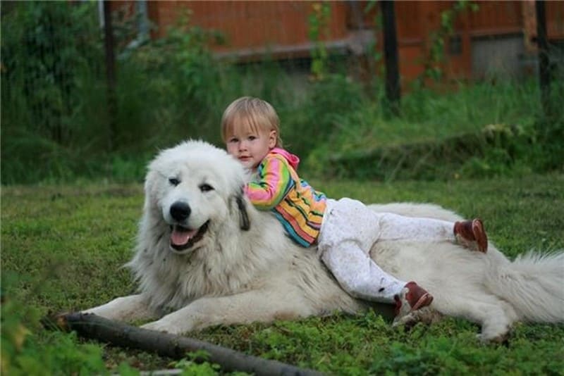 Пиренейская горная собака или пиренейская овчарка фото, цена щенка, описание породы, отзывы