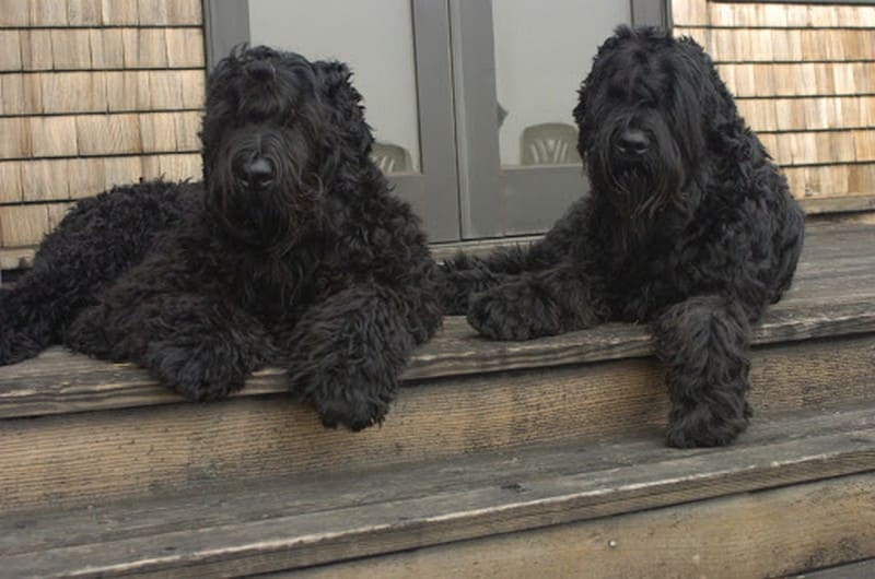 Русский черный терьер или собака Сталина фото, описание породы, цена щенков, отзывы