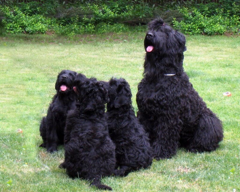 Русский черный терьер или собака Сталина фото, описание породы, цена щенков, отзывы