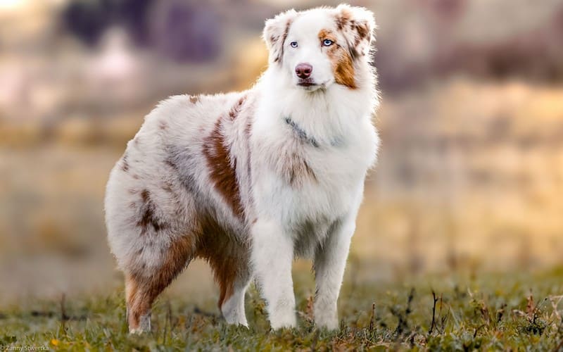 Австралийская овчарка или аусси фото, описание породы, цена щенка, отзывы
