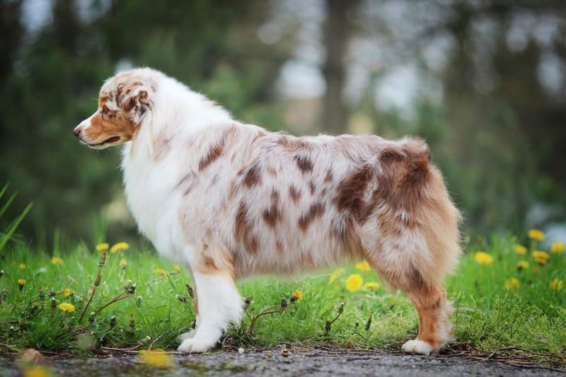 Австралийская овчарка или аусси фото, описание породы, цена щенка, отзывы