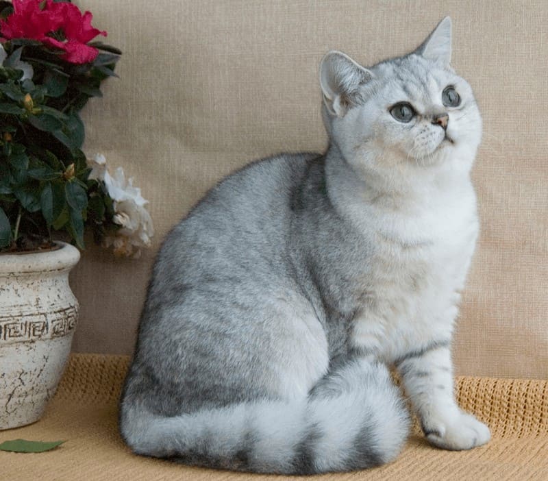Британская шиншилла или золотая шиншилла кошка, фото, цена котят, отзывы
