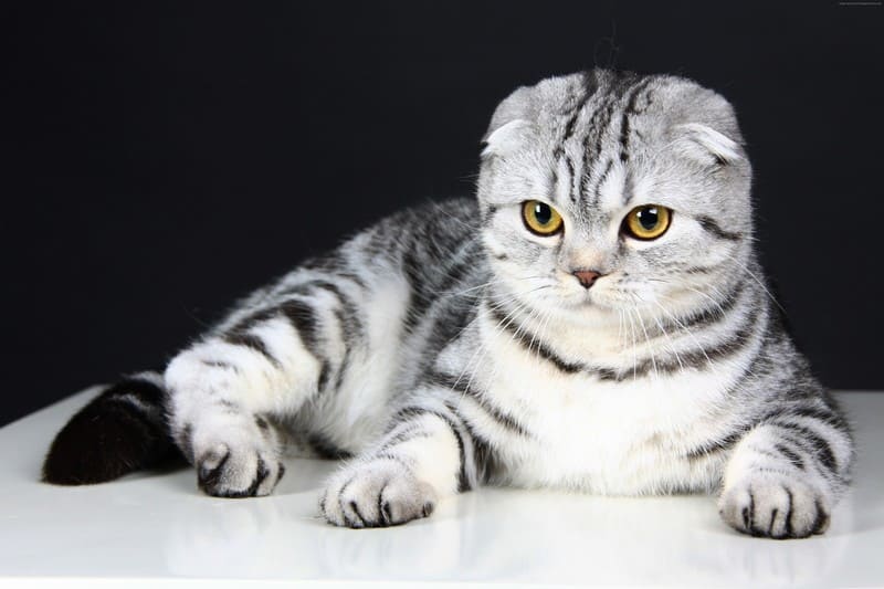Шотландская вислоухая кошка - скоттиш фолд фото, описание породы, отзывы