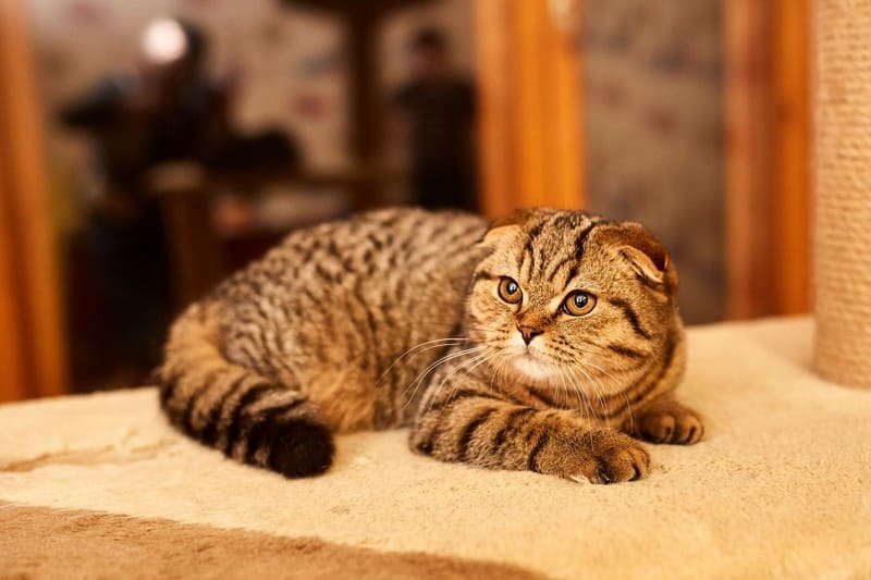 Шотландская вислоухая кошка - скоттиш фолд фото, описание породы, отзывы